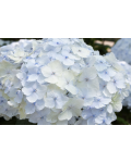 Hydrangea macrophylla Mme Em. Mouillere